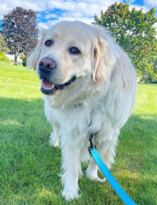 Winston-Good-Boy