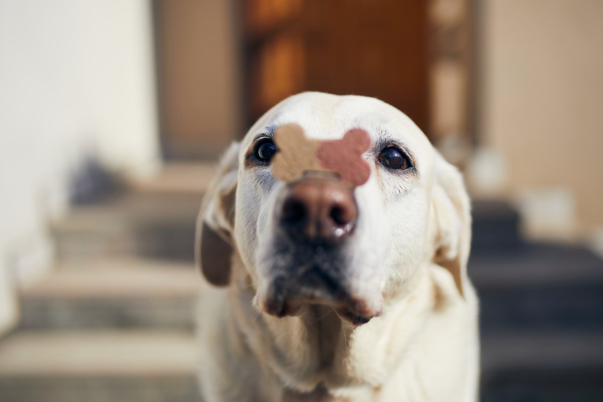 patience-waiting-poker-funny-labrador-retriever-is-balancing-dog-treat-wi-2022-11-15-23-06-22-utc